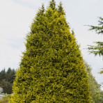 Cyprusovec leylandský (Cupressocyparis leylandii) ´CASTLEWELLAN GOLD´ - výška 110-130 cm, kont. C3L 